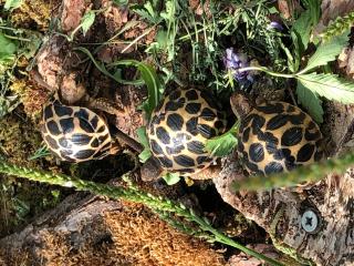 Sternschildkröten NZ 2021 Geochelone elegans