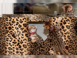 AB SOFORT ABZUGEBEN 2 Bengalen Reinrassige mit TICA papiere