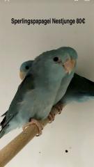 Sperlingspapagei Nestjunge