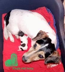 Super knuddeliger, kerngesunder und putzmunterer aufgeweckter Jack Russell Welpe