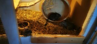 3 weibliche Degu geschwister