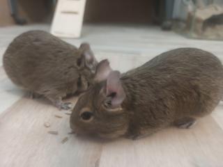 2 2, 5 Jahre weibl. Degus, Hand zahm, abzugeben