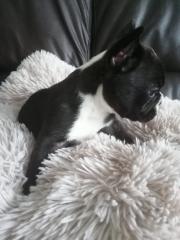 Französiche Bulldogge Welpe abzugeben