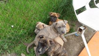 American Bulldog Mix