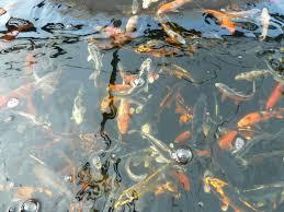 NEHME TEICHAUFLÖSUNGEN AN Koi, Goldfische, .