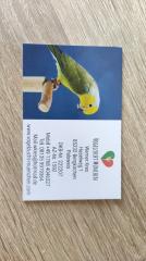 Blaugenicksperlingspapagei