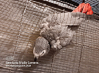 1. 0 hahn ab 20j gesucht