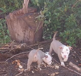 WELPEN OLD ENGLISH BULLDOG SEHR REIN
