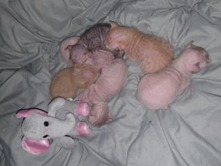 Süße Sphinx Kitten
