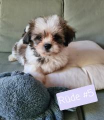Shih Tzu Welpen