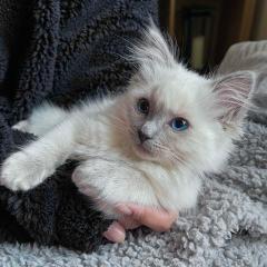 Schöne Ragdoll-Kätzchen