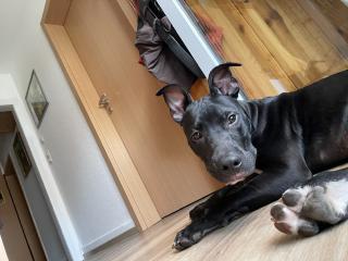 Amstaff Welpe abzugeben
