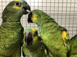 Blaustirnamazonen Pärchen mit großer Voliere