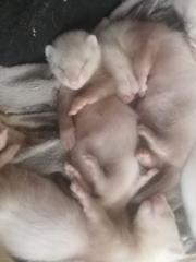 Frettchenbabys