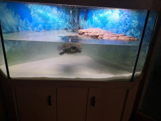 Gelbwangen Schmuckschildkröte zu verschenken
