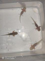 Süßer Axolotl Nachwuchs