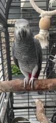 Graupapagei