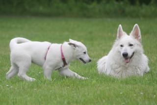 Weisser Schweizer Schäferhund Welpen, Langstockhaar, mit Papieren