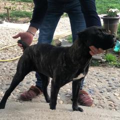 Cane Corso Mädchen