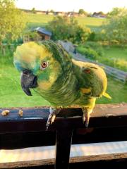 Blaustirnamazone Männlich sucht liebevolles Zuhause