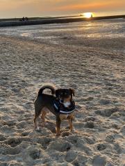 Unser Rambo sucht eine Deckhündin