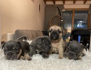Französische Bulldogge