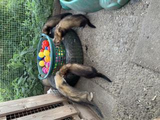 Frettchen Welpen