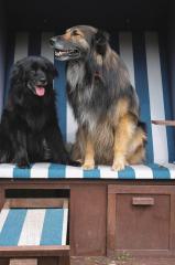 Deckweibchen
