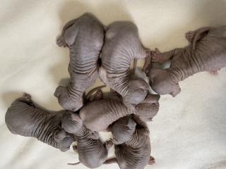Canadian Sphynx Kitten