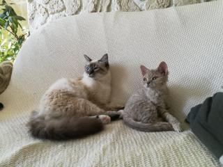 Kitten Lockenkatze selkirk re