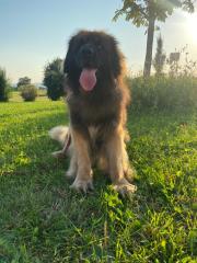 Leonberger sucht Leonbergerin