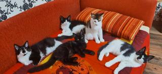Maine coon katzenbaby s ab sofort suchen neues Haus
