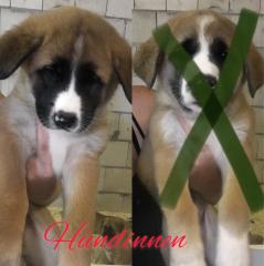 Jap. Akita Inu mischlinge Schäferhund Rottweiler Husky
