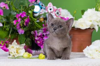 Burma kitten