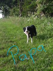 Mischlings Welpen
