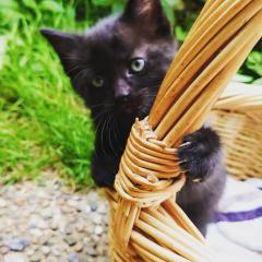 Siam-BKH Mix Kitten