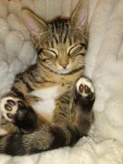 3 Süße Bengalbabys 12 Wochen alt