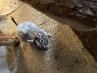 Degu Männchen sucht liebevolles Nest