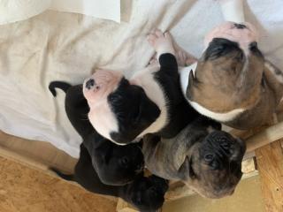 Boxer Bulldog Welpen