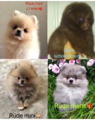 Pomeranian Zwergspitz Welpen reinrassig Rüde und Weibchen