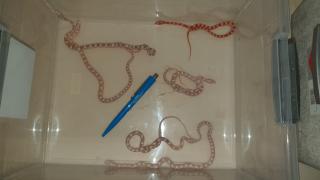 Kornnatter Snow Albino Wildfarbend
