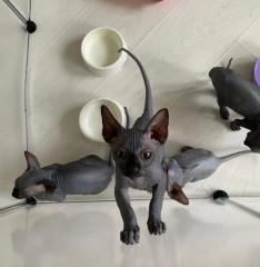 Kanadische Sphynx 1 Mädchden 3 Jungs