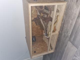 Verkaufe Königspython mit Terrarium