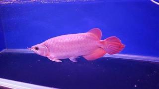 Arowana Rot ca. 10-30 cm groß