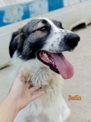 Süße Kuschlerin BELLA sucht ihr Körbchen
