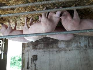 Schlachtschweine