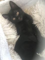 Schwarze kitten - Lackschwarze Schönheiten