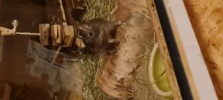 Degumännchen sucht neues Zuhause