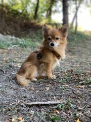 Chihuahua Mischling