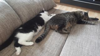 2 liebe Hauskatzen in gute Hände abzugeben, auch getrennt